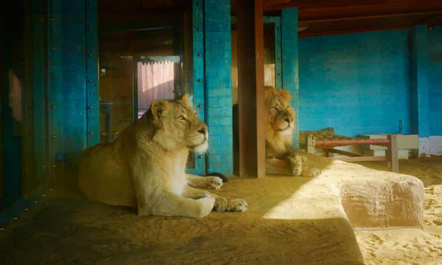 Pride and joy: a lion and ‘notoriously promiscuous’ lioness at London Zoo.