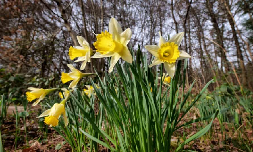 Daffodils in Dymock Woods, Gloucestershire.