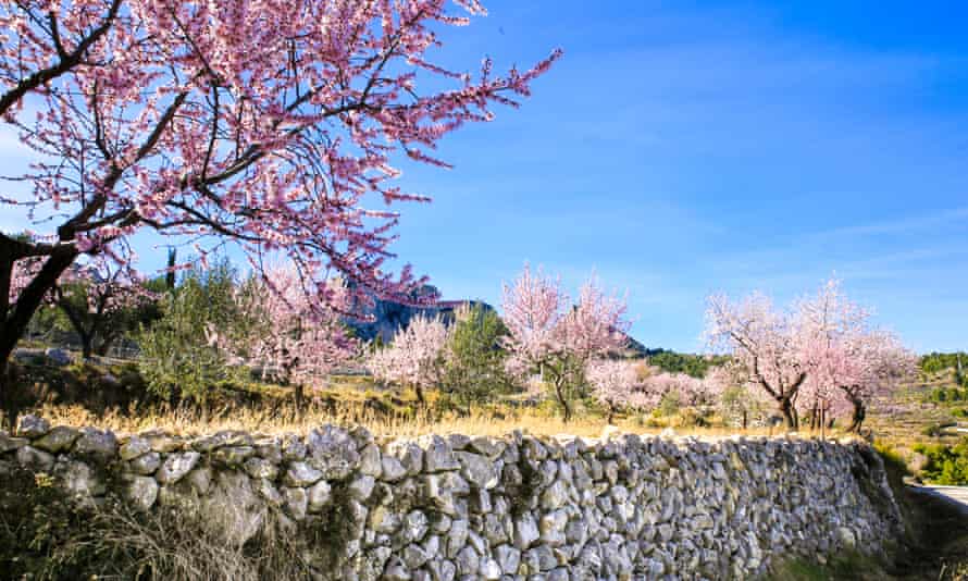 Sierra Aitana, Spain, with almond trees in bloom.