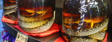 The mysteries of the wine snake: new studies reveal the origin, evolution and applications of snake venom