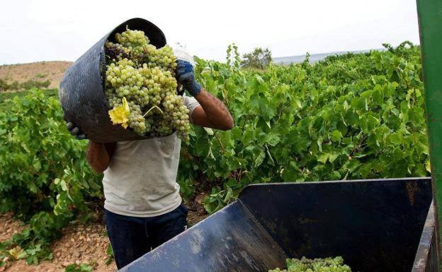 Harvesting white grapes in an Extremaduran farm.