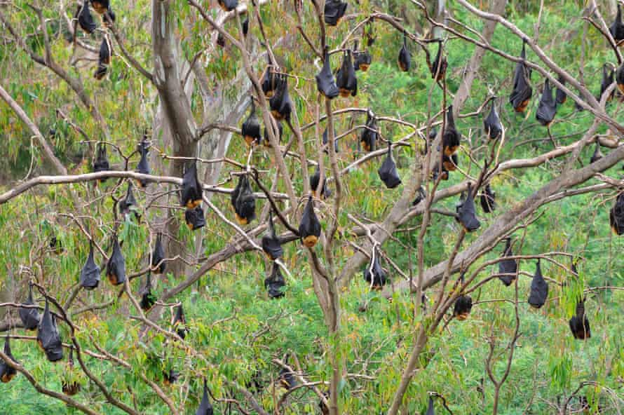 Gray headed flying foxes