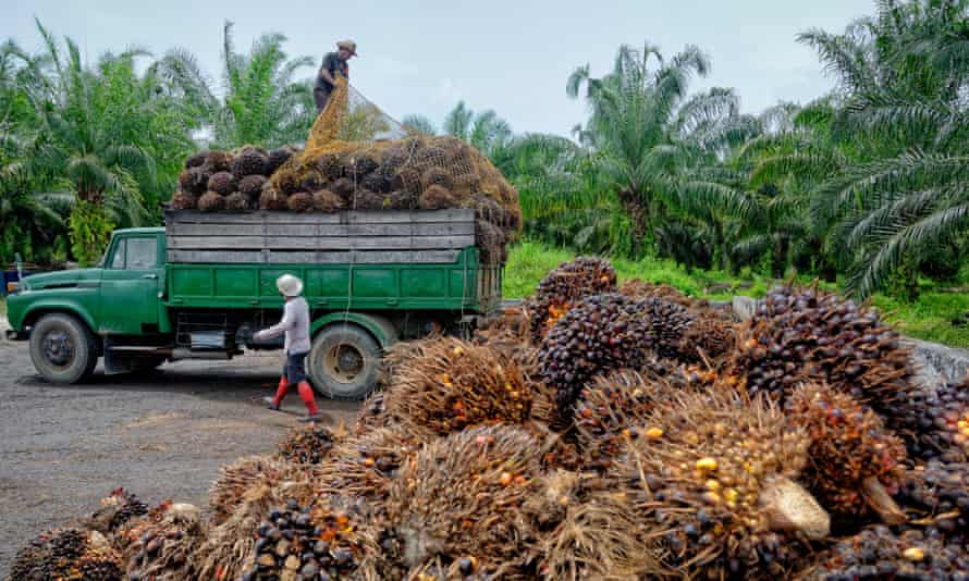 Plantation workers prepare to unload freshly harvested oil palm fruit bunches at a collection point