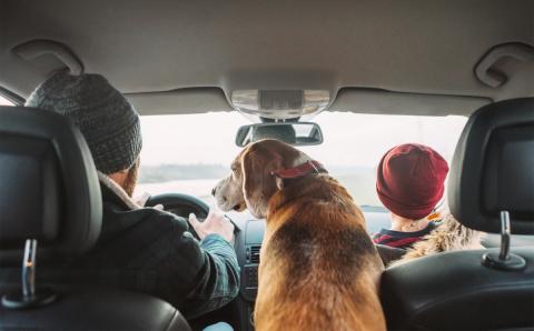 Beware of having loose pets in the car: the police stop you and they give you 5 different fines