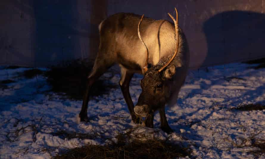One of the herd from of Henrik Andersson’ s Gällivare forest reindeer herding district in a corral near Luleå, Sweden