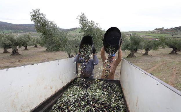 Organic olive harvesting work on a plot of land in La Parra, in the Zafra region.