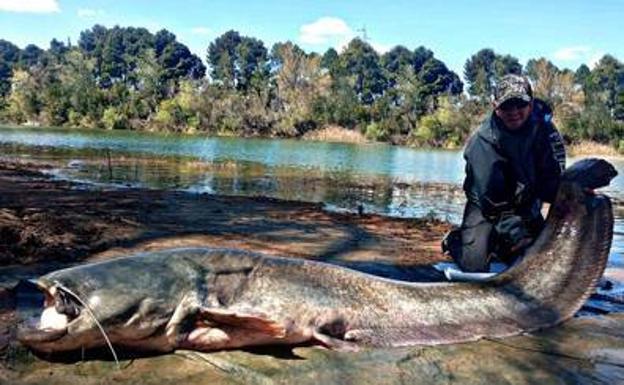 Sergio Rodríguez shows the gigantic catfish he caught in the Ebro.