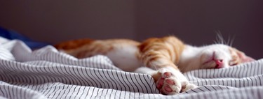 The eight tricks that science gives to sleep better (and a definitive advice)