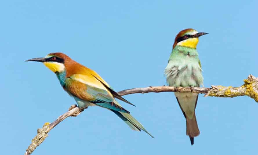 Bee-eaters have been spotted on the Lizard in some years.