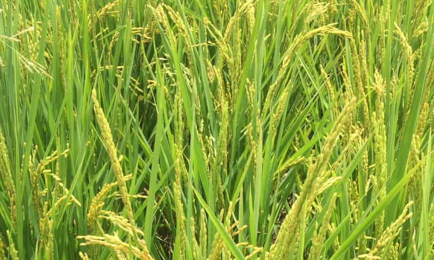 A field of perennial rice