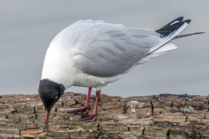 A black-headed gull searches for food on deadwood beside the Dnipro River, Ukraine.