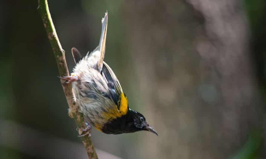 Male stitchbird (Notiomystis cincta), also known by its Māori name Hihi, on Tiritiri Matangi Island.