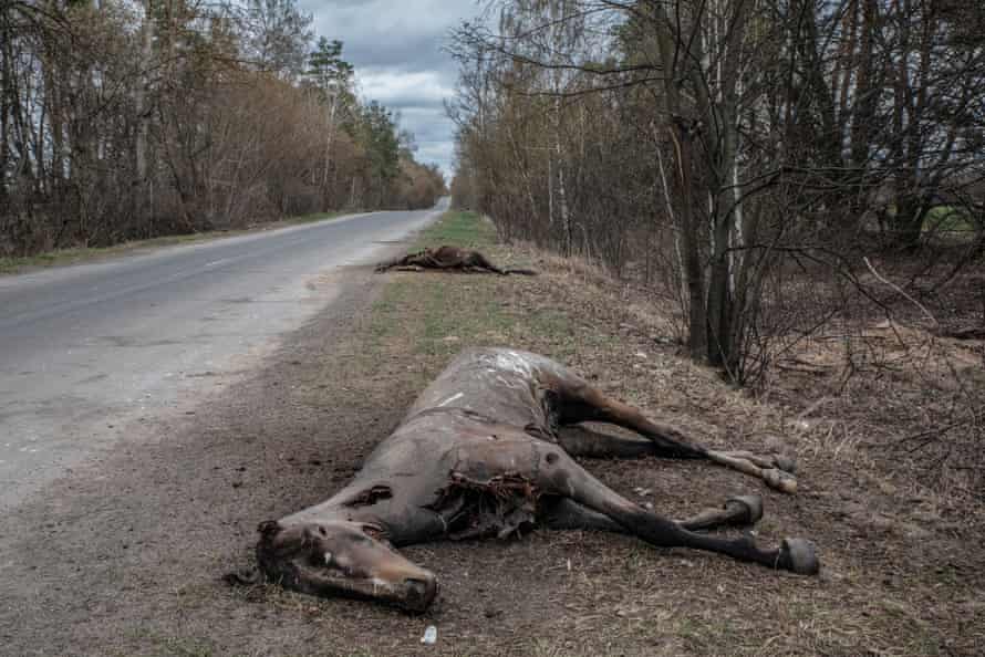 Two horses killed in the countryside of Hostomel.