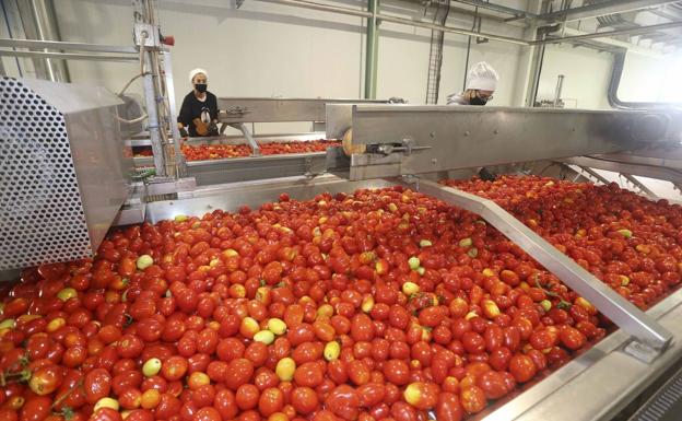 Selection process in a tomato industry near Santa Amalia.