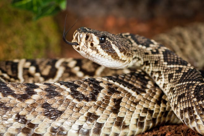 Who may like climate change?  Rattlesnakes, study suggests