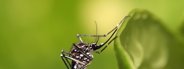 The best way to end the Zika virus may be to exterminate mosquitoes as a species