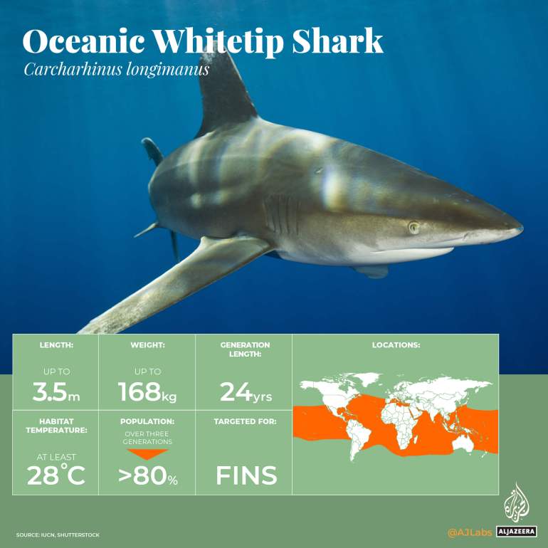 INTERACTIVE_World Oceans Day_CrtiicallyEndangeredMarineLife_OceanicWhiteTip Shark