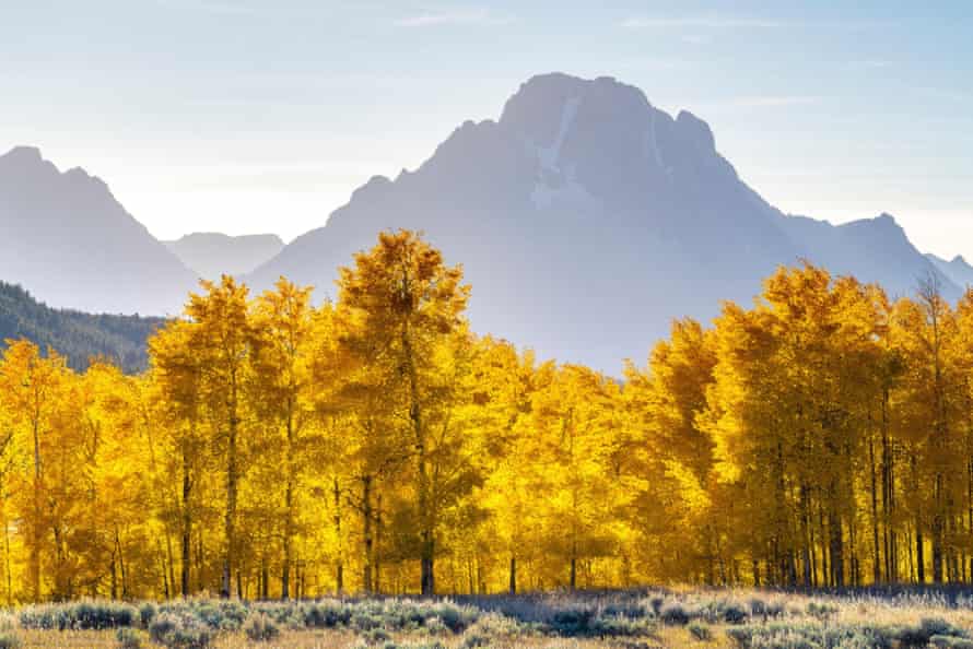 Aspen trees with Mount Moran in the background, Grand Teton national park, Wyoming.