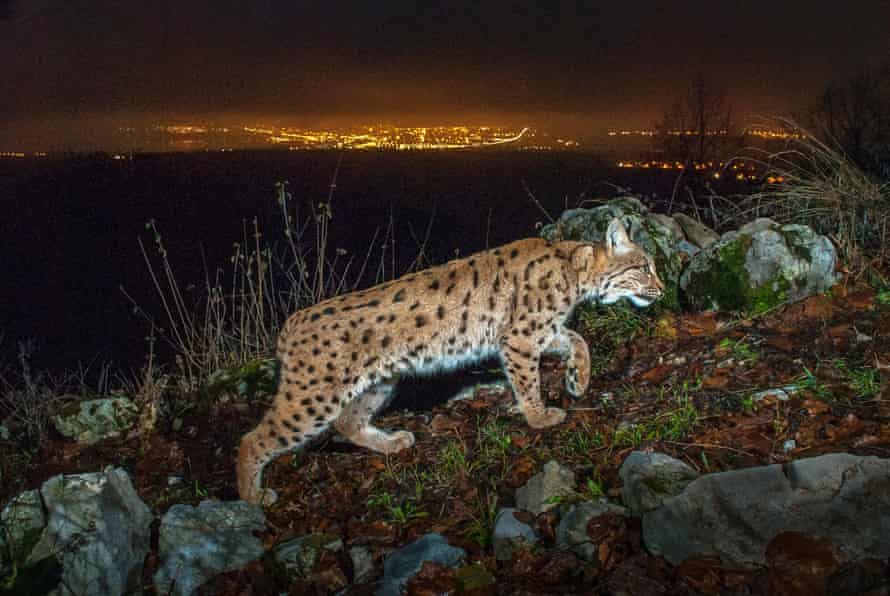 A wild lynx, Switzerland