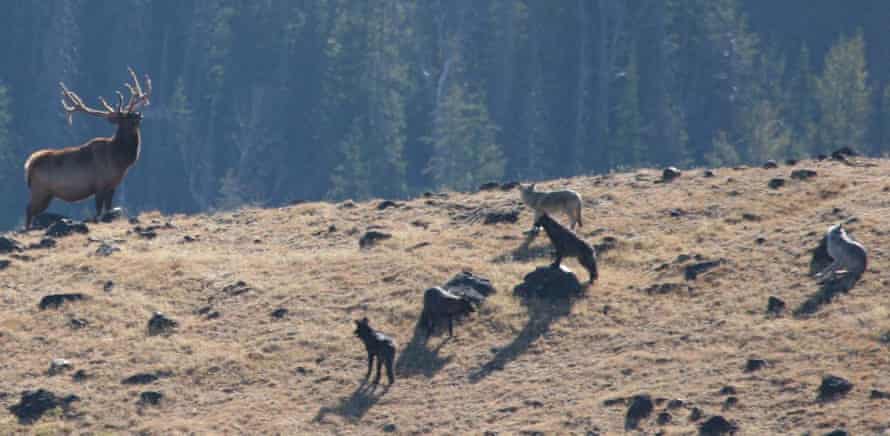 A wolf pack in a standoff with a bull elk in Yellowstone national park.