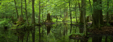 Bialowieza Forest, the 
