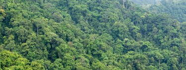 The Amazon is being sold through Facebook: illegal ads with land for deforestation of up to 1,000 soccer fields